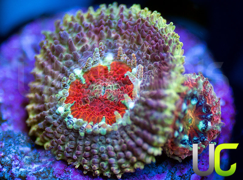 UC Limp Bizkit Micro Amakusensis