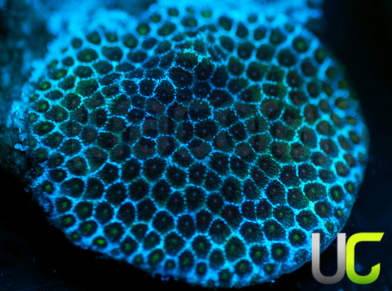 UC Snakeskin Porites