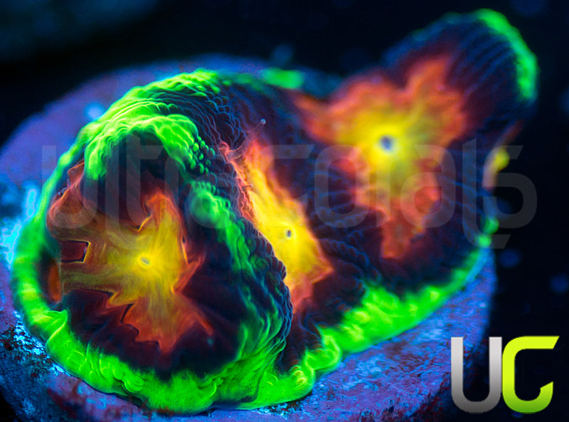 UC Ring Leader Favites