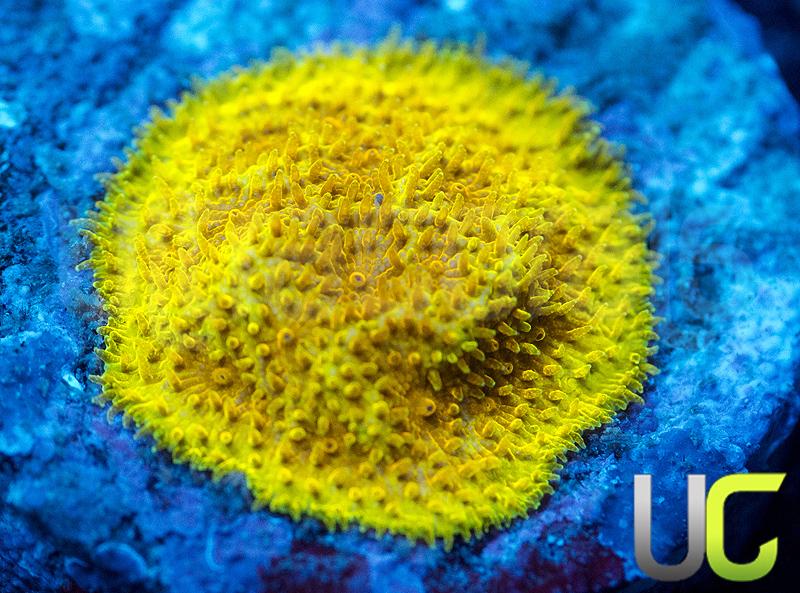 UC Hazmat Psammocora