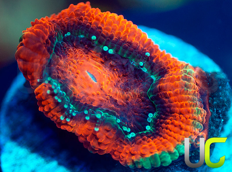 UC Mothership Micro Amakusensis