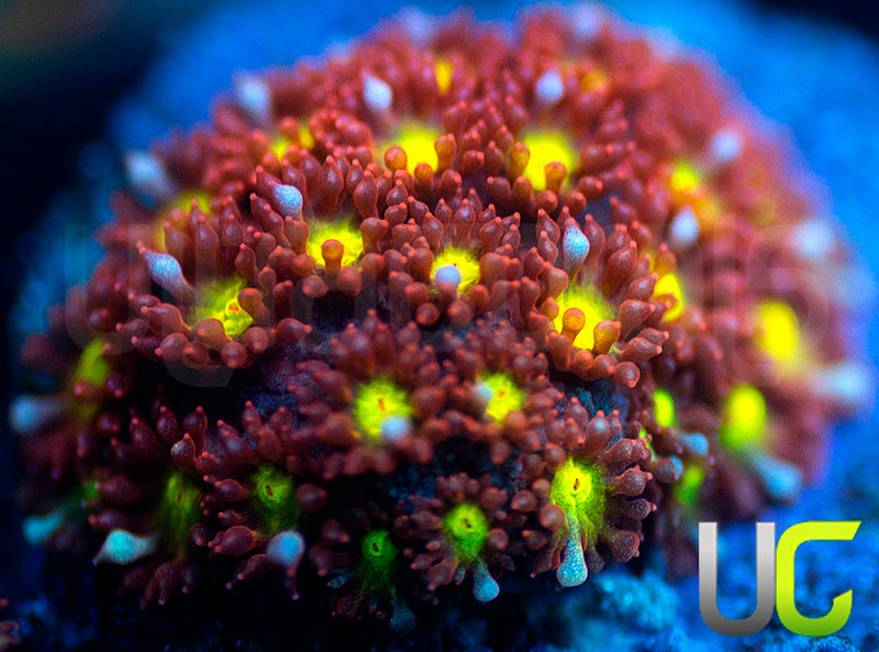 UC Spiked Punch Micro Goni