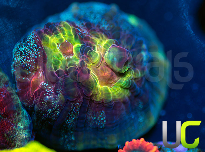 UC Cosplay Mycedium Chalice