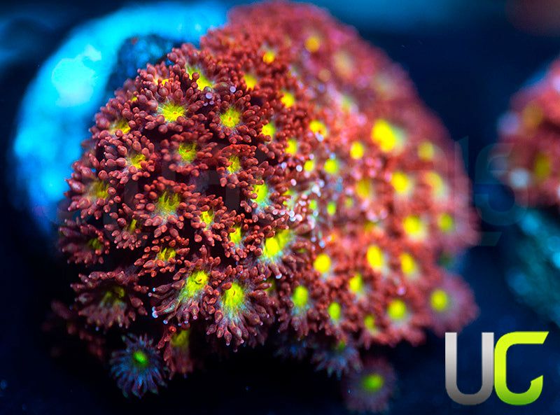 UC Spiked Punch Micro Goni