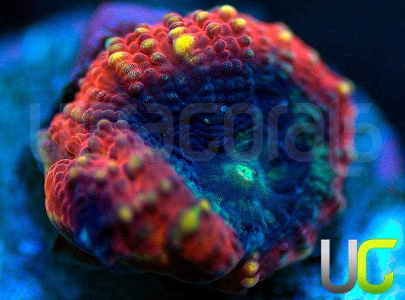 NEW RELEASE: UC Techtonic Favia