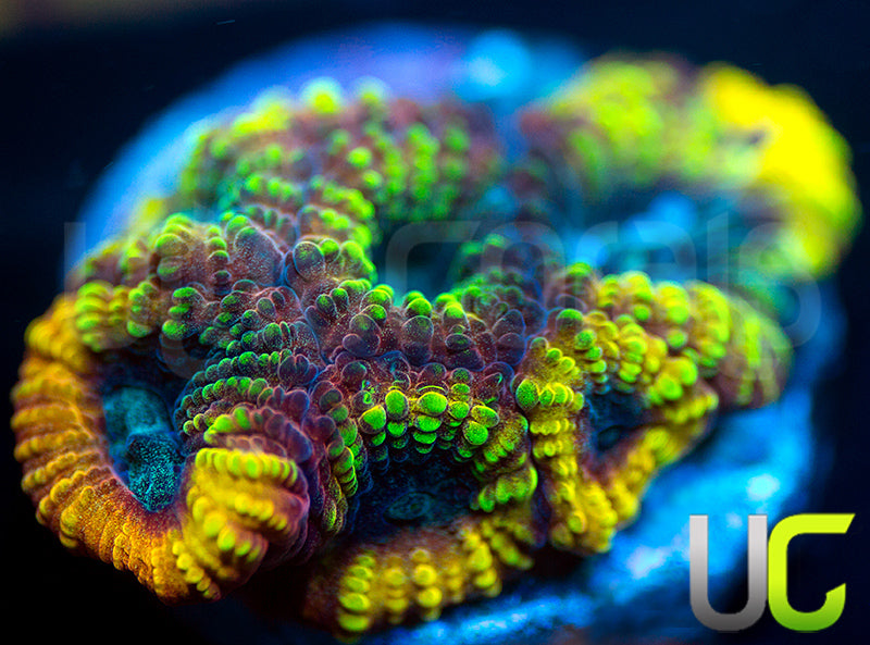 TGC Favia of the Gods