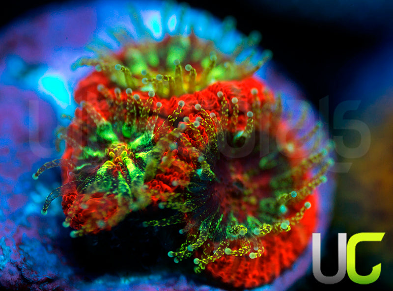 UC Dragon Slayer Micro Amakusensis