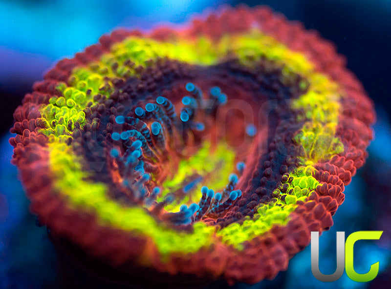 UC Heat Seeker Micro Lord