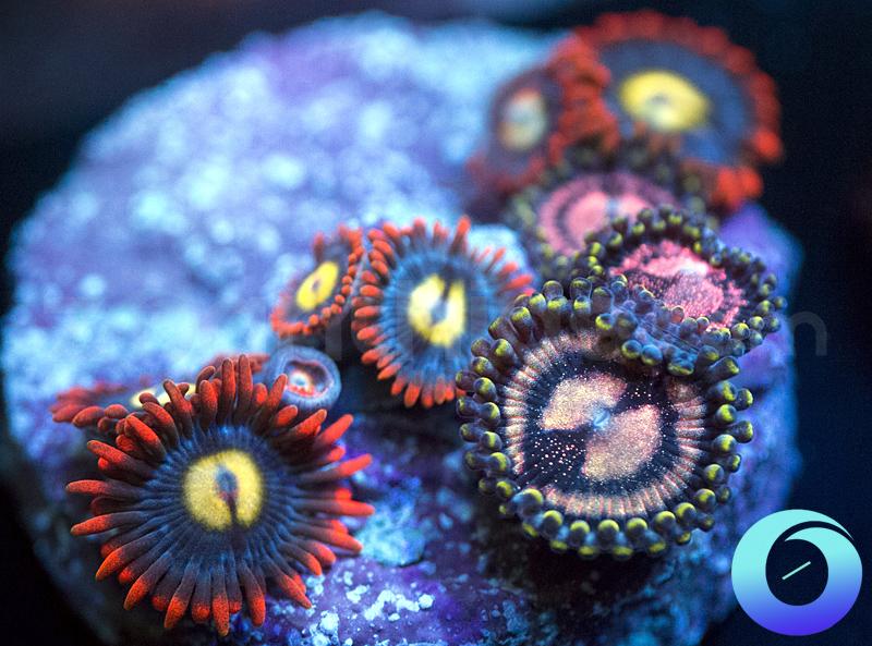 Yellers, WWC Space Monsters & Rose Nebula Combo