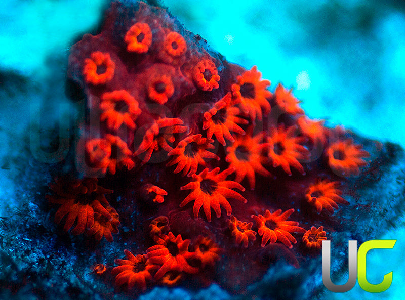 UC Sweet Revenge Porites
