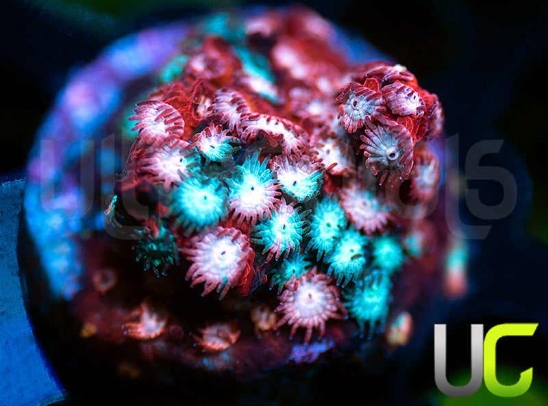 JF Fender Bender Cyphastrea