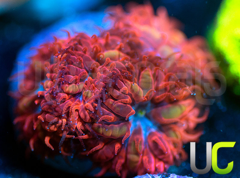 UC Blue Raven Blastos