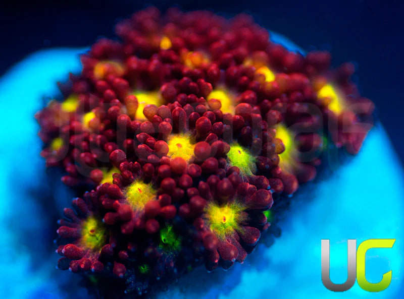 UC Party Crasher Micro Goni