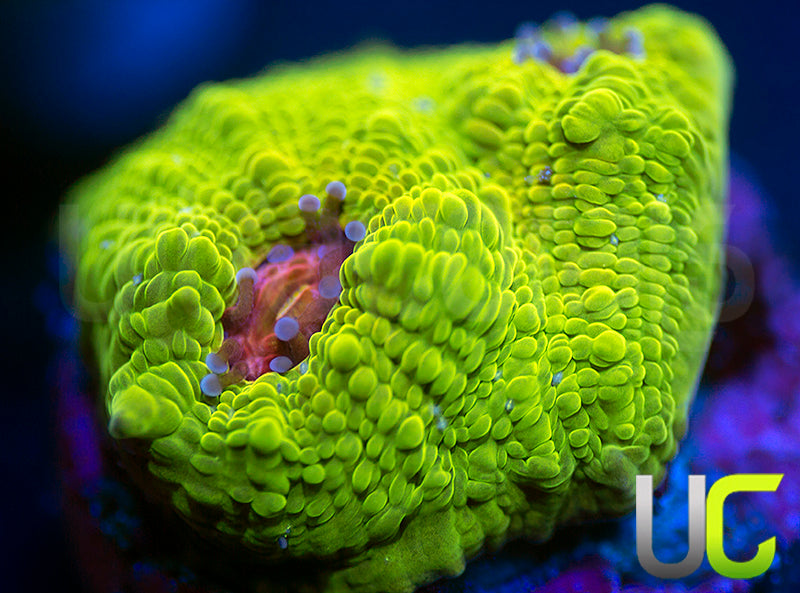 UC Plasmatic Chalice