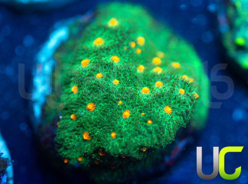 CC Smashing Pumpkins Psammocora