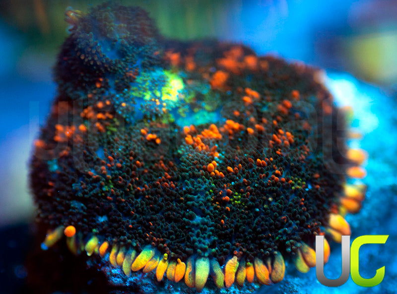 UC Octoberfest Mushroom