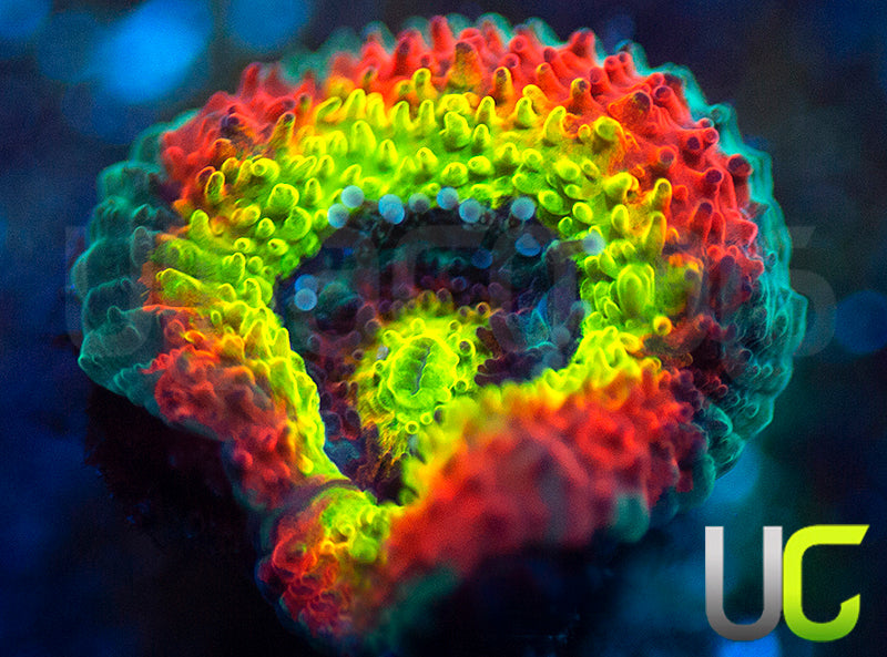 BigR Holy Grail Micro Amakusensis