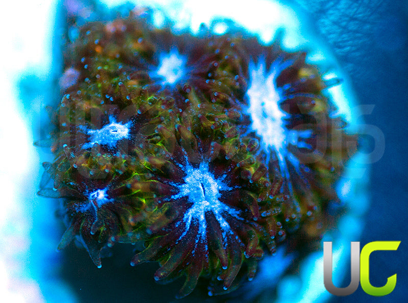 UC Chicken Pox Leptastrea