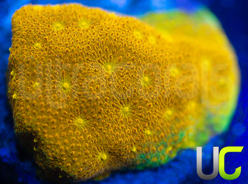 Yellow Yutz Psammocora