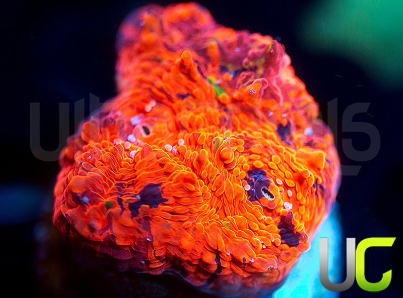 CC Deadpool Jawbreaker Chalice