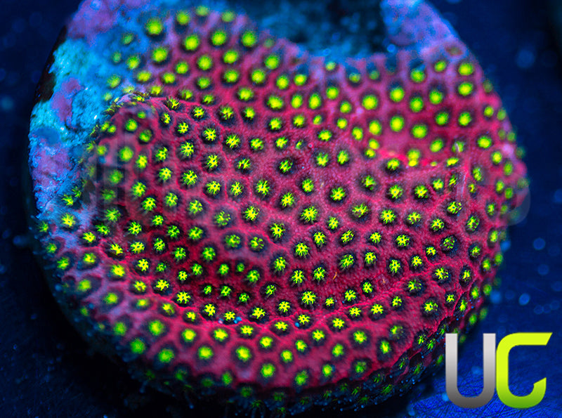 UC Raspberry Pie Stylo