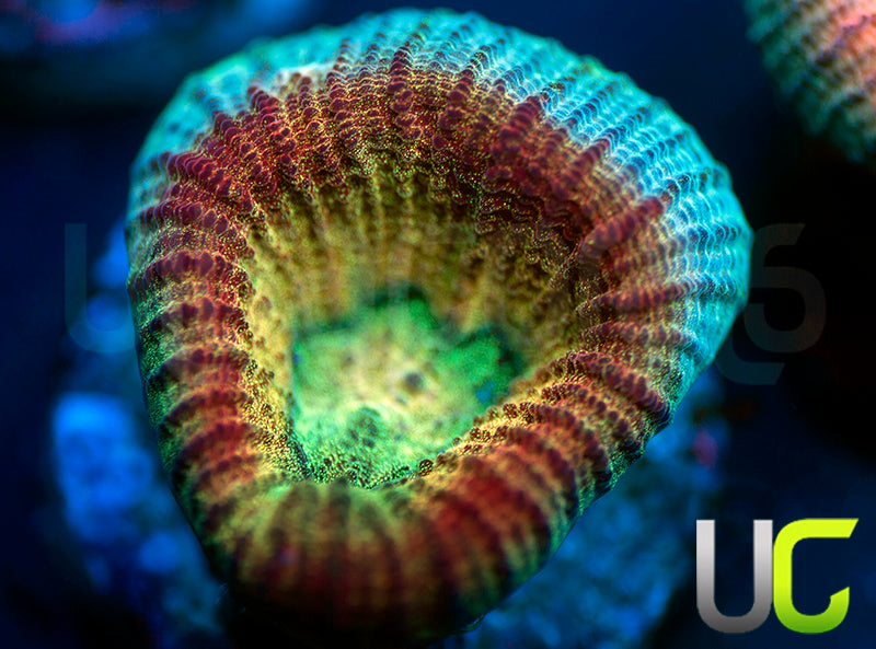 UC Red Rebel Goniastrea