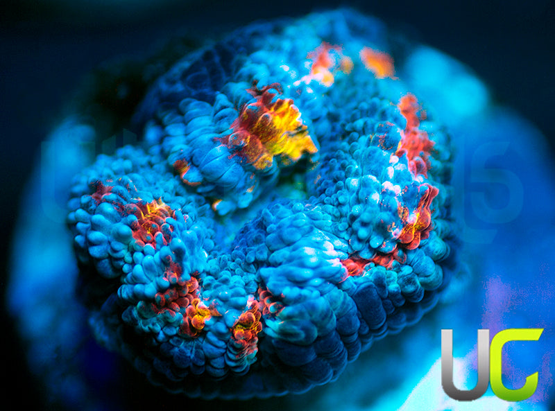 UC Med Kit Micro Lord