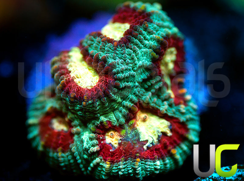 UC Strobe Light Favia