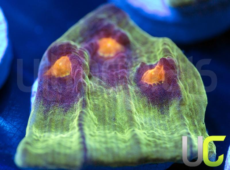 UC Jamberry Mycedium