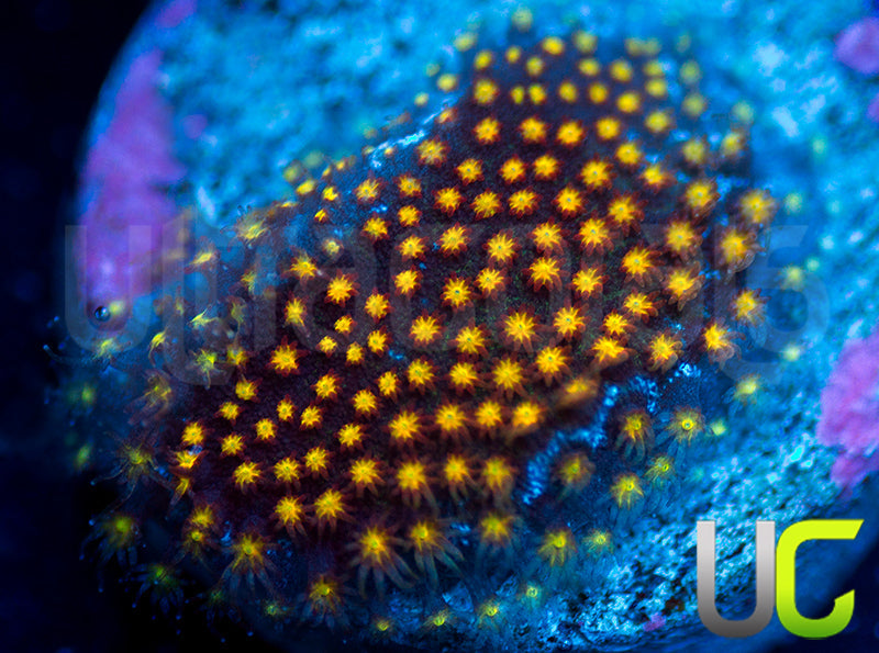 UC Flamethrower Stylo