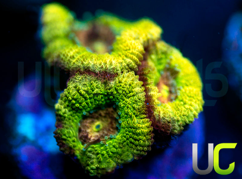 UC Pink Flamingo Micro Amakusensis