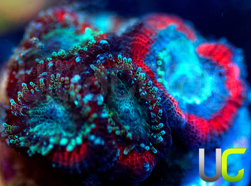 UC Superhero Micro Amakusensis