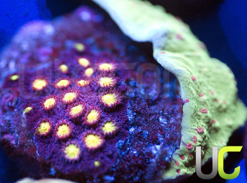 CB Bling Bling Cyphastrea & UC Stinky Pinky Monti Combo