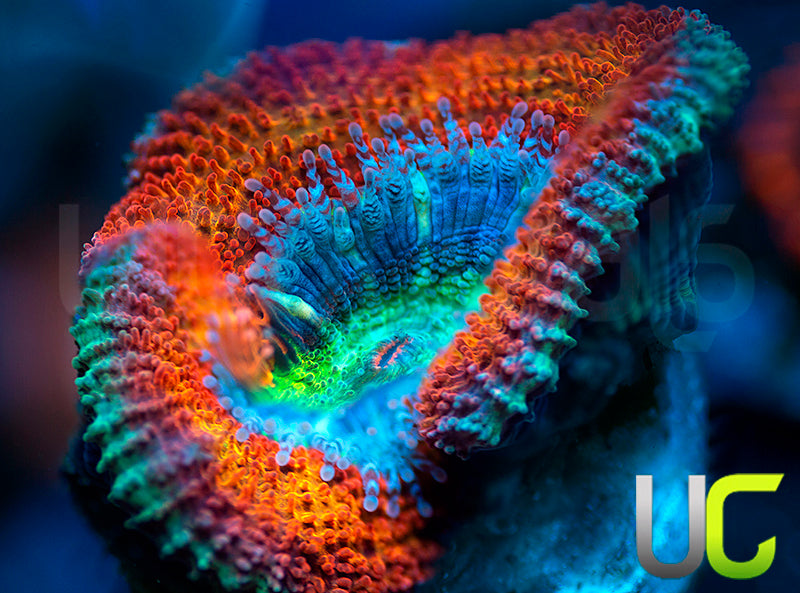 UC Blue Mystique Micro Lord