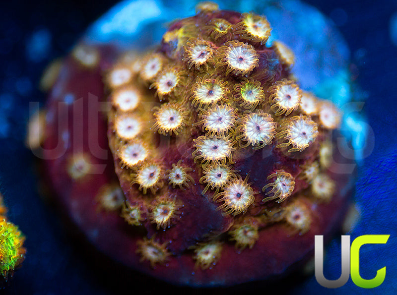 UC Splendiferous Cyphastrea