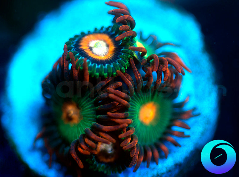 Gatorades & Double Decker