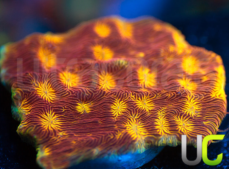 UC Sun Goddess Lepto