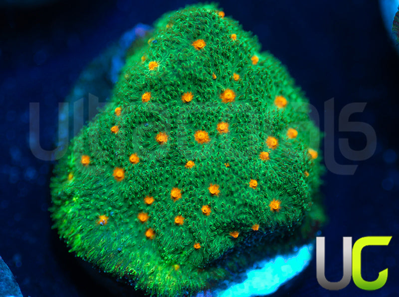 CC Smashing Pumpkins Psammocora