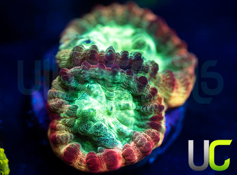 JF Psycho Rainbow Rim Favia