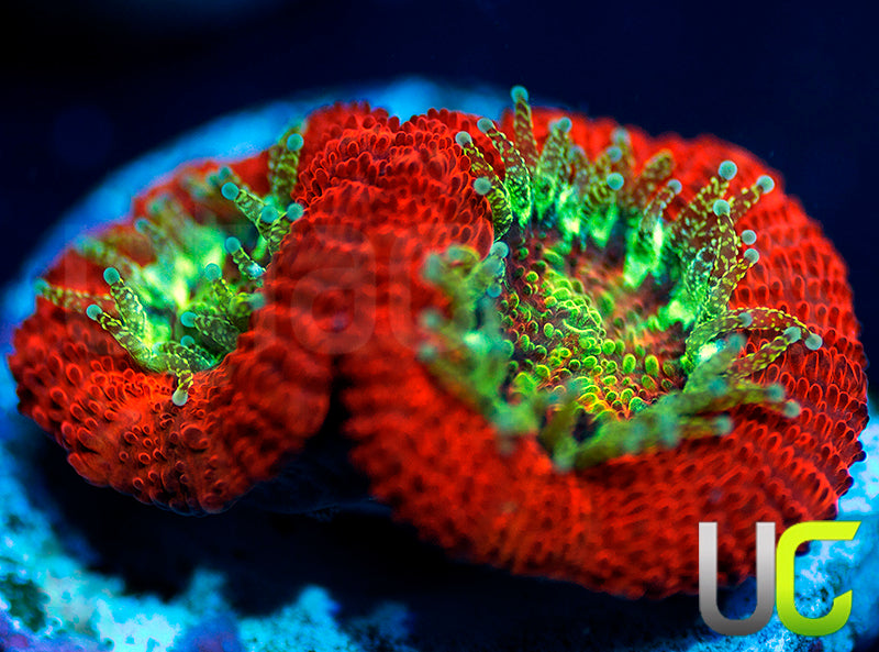 UC Dragon Slayer Micro Amakusensis