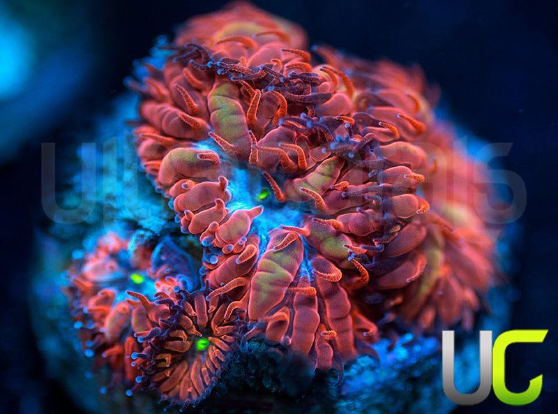 UC Blue Raven Blastos