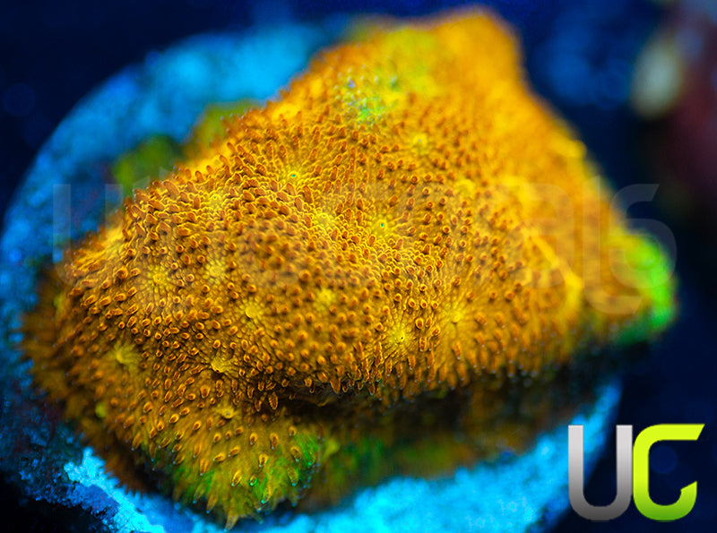 Yellow Yutz Psammocora