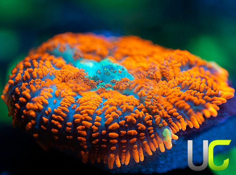 UC Hot Tamale Mushroom