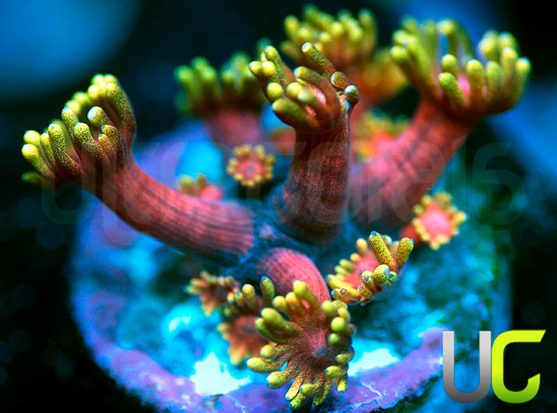 BigR Valentines Goni