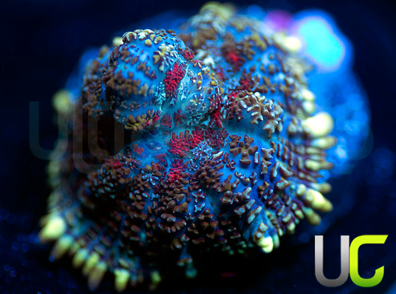 UC High Roller Mushroom