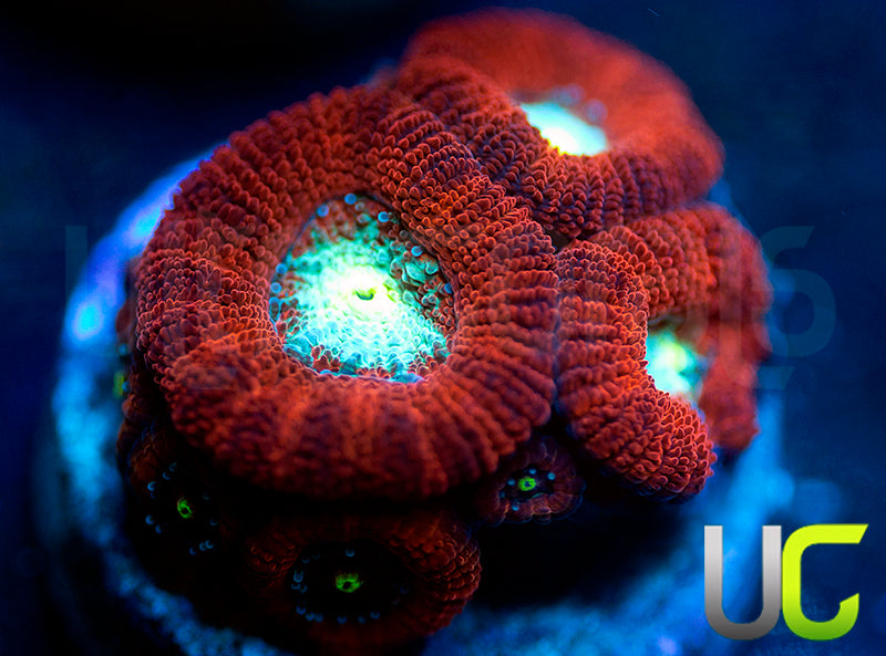 UC Red Ripper Micro Amakusensis