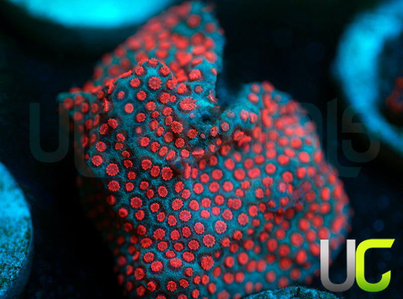 ECC Superman Porites