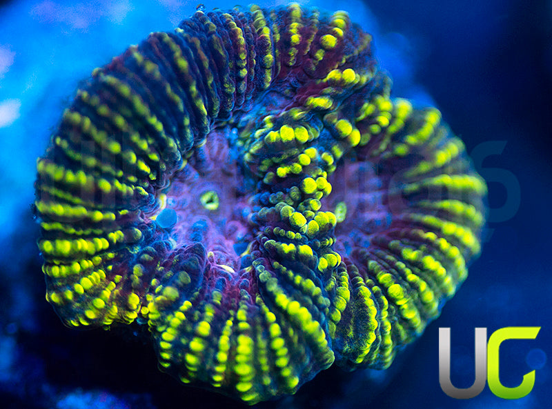 UC Dragons Lair Favia