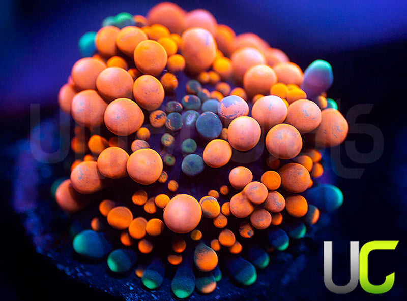 UC Mamba Jamba Ricordea