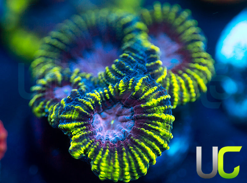 UC Dragons Lair Favia